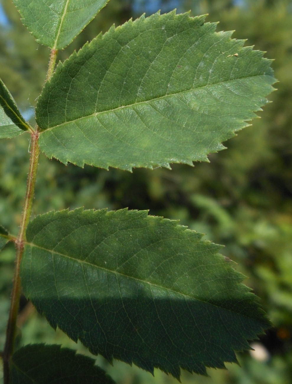 Rosa squarrosa / Rosa pustolosa